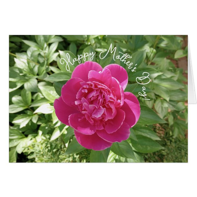 Cartão Placa de Dia de as mães de Flor de Pêonias Rosa Vi (Frente Horizontal)