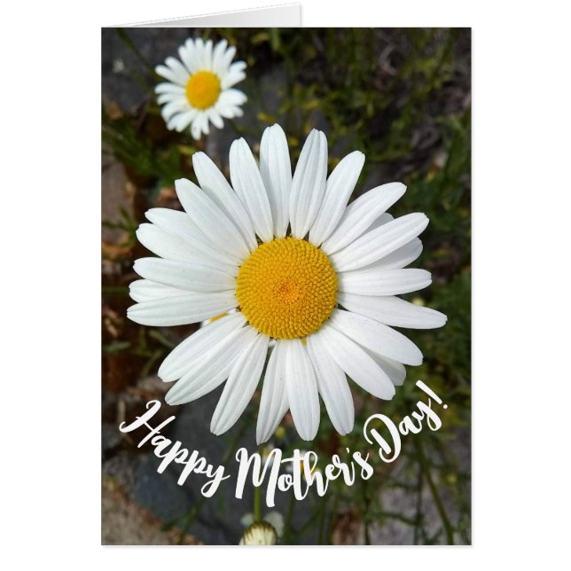 Cartão Placa de Dia de as mães Perky White Daisy Flower (Frente)