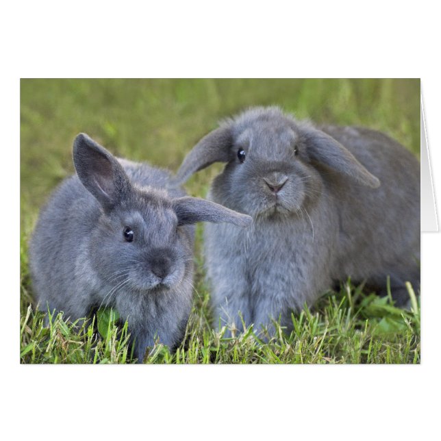 Cartão Placa de dois coelhos (Frente Horizontal)