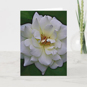 Cartão Placa de Escritura de Sangue White Rose John 1:9
