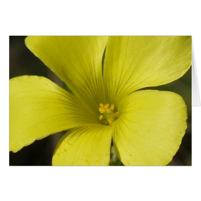 Cartão Placa de Flor Amarela (Frente Horizontal)