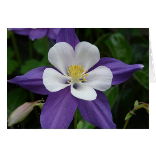 Cartão Placa de Flor Columbina Roxa e Branca (Frente Horizontal)