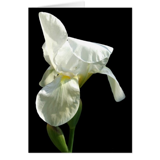 Cartão Placa de Flor Iris (Frente)