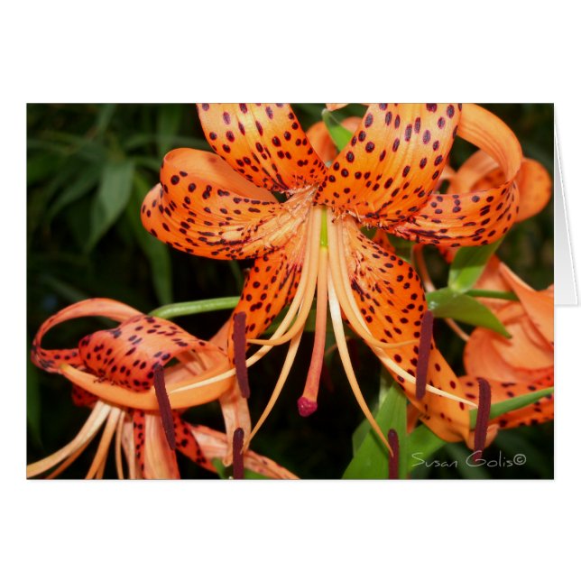Cartão Placa de Flor Laranja Tiger Lily (Frente Horizontal)