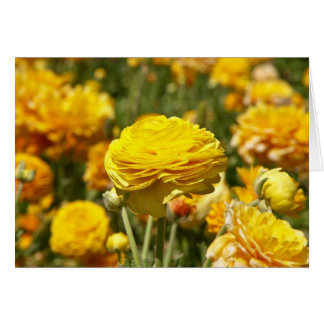 Cartão Placa de Flor Ranunculus Amarelo