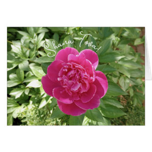 Cartão Placa de Flor Rosa-Rosa Rosh Hashanah, Vibrante