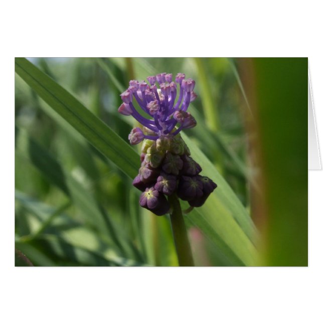 Cartão Placa de Flor Roxa (Frente Horizontal)