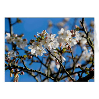 Cartão Placa de Flores de Árvore