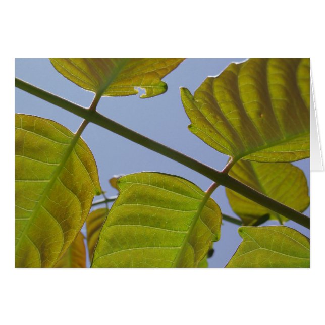 Cartão Placa de Folhas (Frente Horizontal)