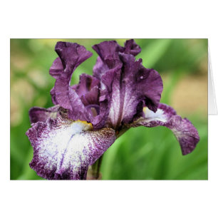 Cartão Placa de Fotografia da Flor Íris com Mão Roxa