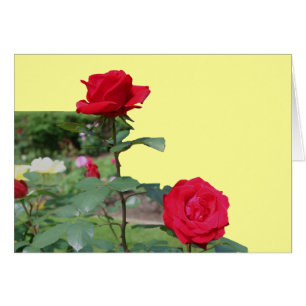 Cartão Placa de Fotografia do Flor Rosa vermelha