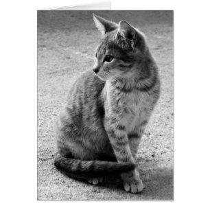 Cartão Placa de Gato de cinza