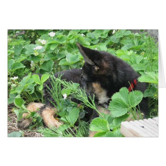 Cartão Placa de german shepherd (Frente Horizontal)