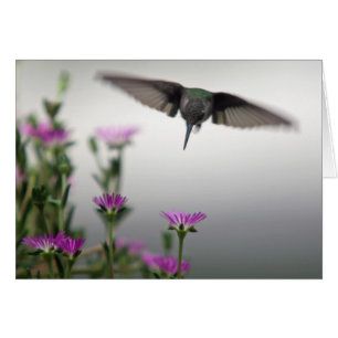 Cartão Placa de Hummingbird distinta