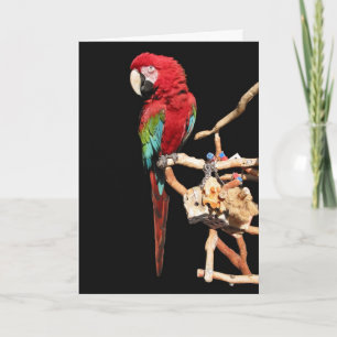 Cartão Placa de Macaw Vermelha para qualquer ocasião