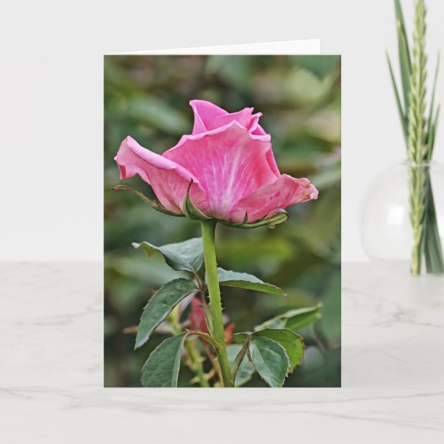 Cartão Placa de Nota de Arte Rosa Rosa Alta (Frente)
