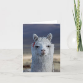 Cartão Placa de Nota de Cabeça de Fechamento do Llama Bra