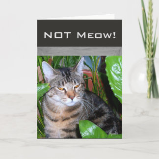 Cartão Placa de Nota de Categoria Engraçado " Not Meow"