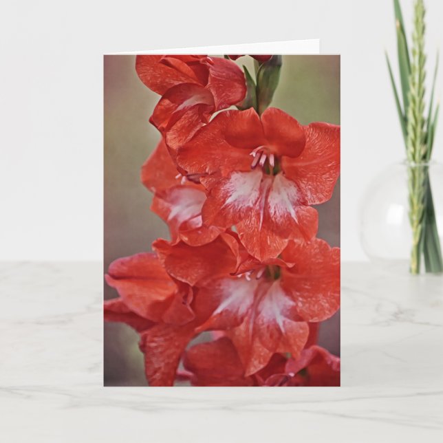 Cartão Placa de Nota de Flor de Gladiolus Vermelho e Bran (Frente)