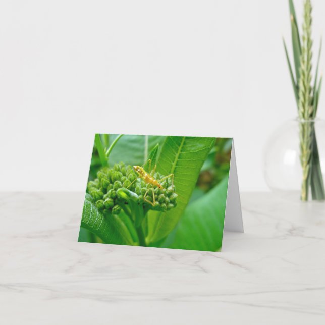 Cartão Placa de Nota de Inseto do Assassin Reduviid (Frente)