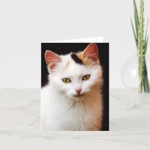 Cartão Placa de Nota de Kitten Branca