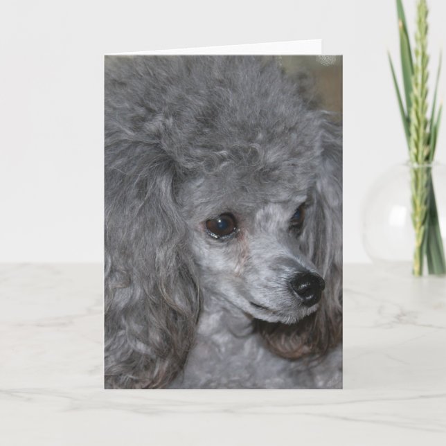 Cartão Placa de Nota de Poodle de cinza (Frente)