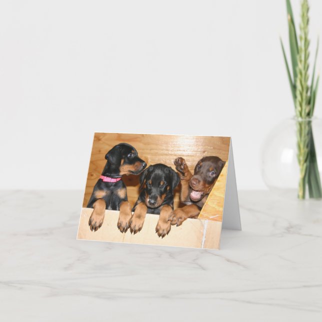 Cartão Placa de Nota de Pupppy Doberman (Frente)