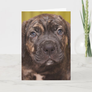 Cartão Placa de Nota de Puppy do Corso Mastiff