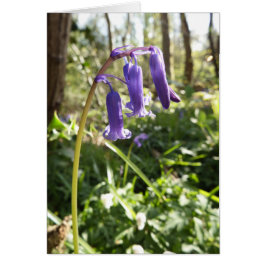 Cartão Placa de Nota de Vazio Bluebells