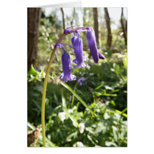 Cartão Placa de Nota de Vazio Bluebells