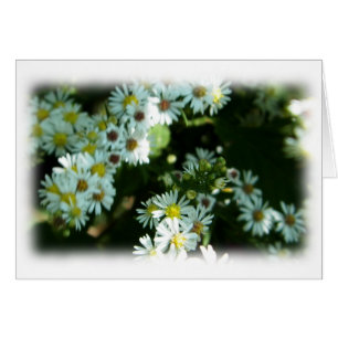 Cartão Placa de Nota de Vazio de Flor Selvagem Daisy Flea