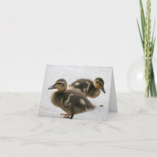 Cartão Placa de Nota de vazio, Ducklings