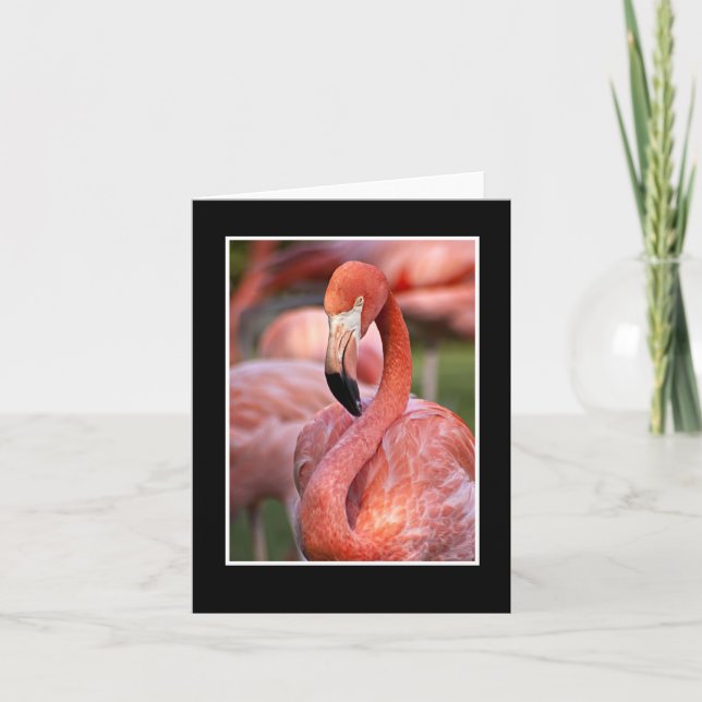 Cartão Placa de Nota de Vazio Flamingo rosa (Frente)