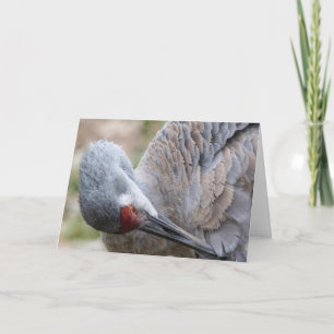 Cartão Placa de Nota de Vazio Sandhill Crane