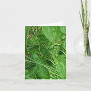 Cartão Placa de Nota de Vinha Greenbriar (Smilax)