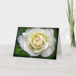 Cartão Placa de Nota do Vazio de Arte Flor Rosa Branca