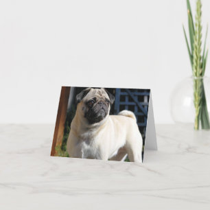 Cartão Placa de Nota Pug Fawn - Vazio