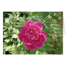 Cartão Placa de Parabéns de Flor de Pêonias Rosa Vibrante