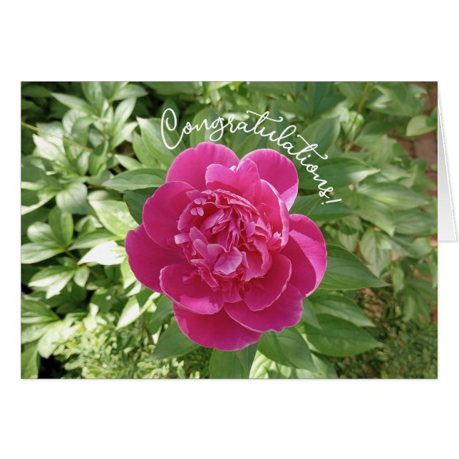 Cartão Placa de Parabéns de Flor de Pêonias Rosa Vibrante (Frente Horizontal)