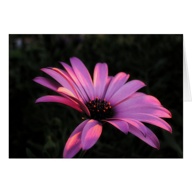 Cartão Placa de Petéquias Flores Rosa (Frente Horizontal)