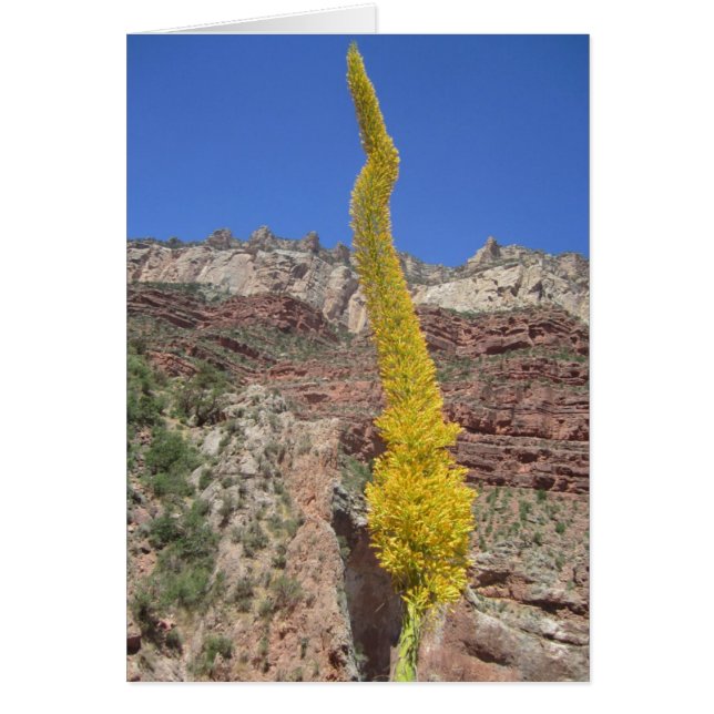 Cartão Placa de Planta do Século (Frente)