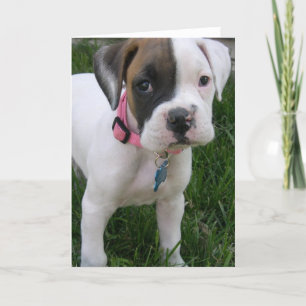 Cartão Placa de Puppy Boxer Branca