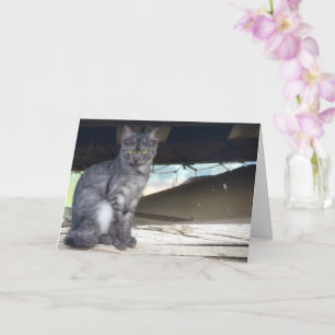 Cartão Placa de Retrato de Cat Comunitária