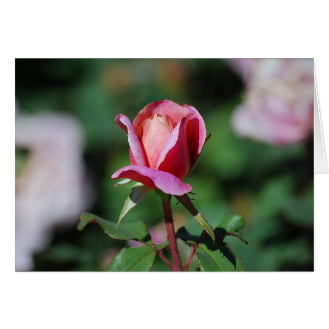 Cartão Placa de Rosa cor-de-rosa e pêssego (Frente Horizontal)