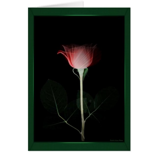 Cartão Placa de rosa vermelha (Frente)