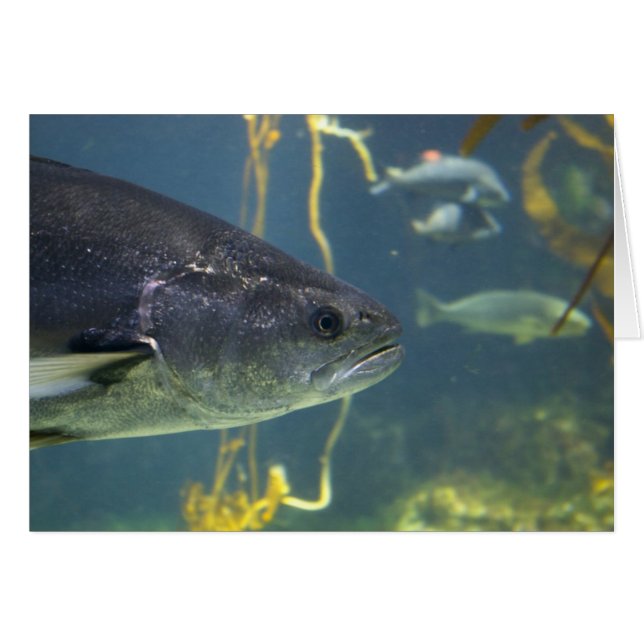 Cartão Placa de Salmão de Prata (Frente Horizontal)