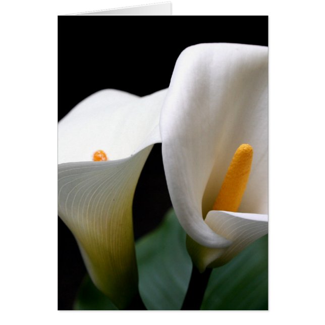 Cartão Placa de Saudação da Flor Lily White Calla (Frente)