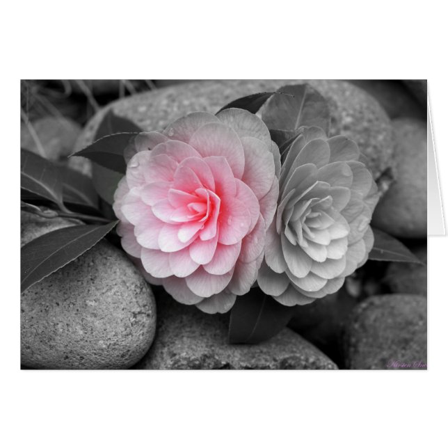 Cartão Placa de Saudação de Fotografia de Camellias Rosa (Frente Horizontal)