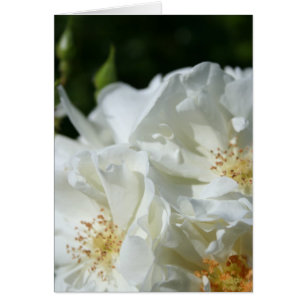 Cartão Placa de saudação de Fotografia Floral de Rosas Br
