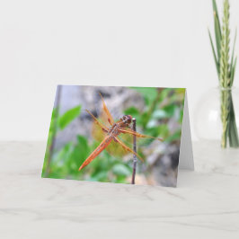 Cartão Placa de saudação de vazio com foto de Dragonfly